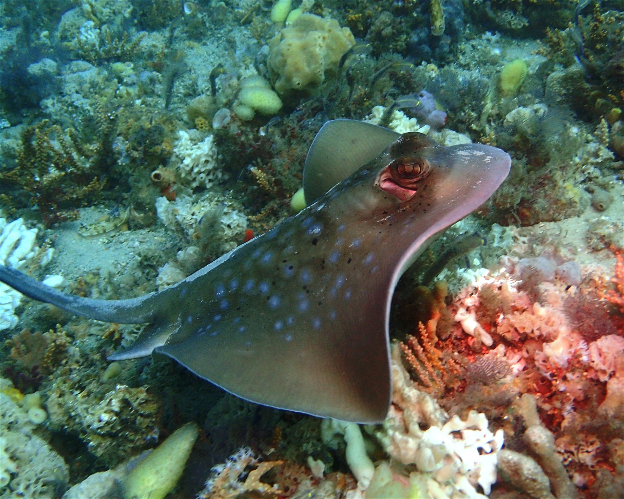 FEET FIRST DIVE PTY LTD, 2315 NELSON BAY