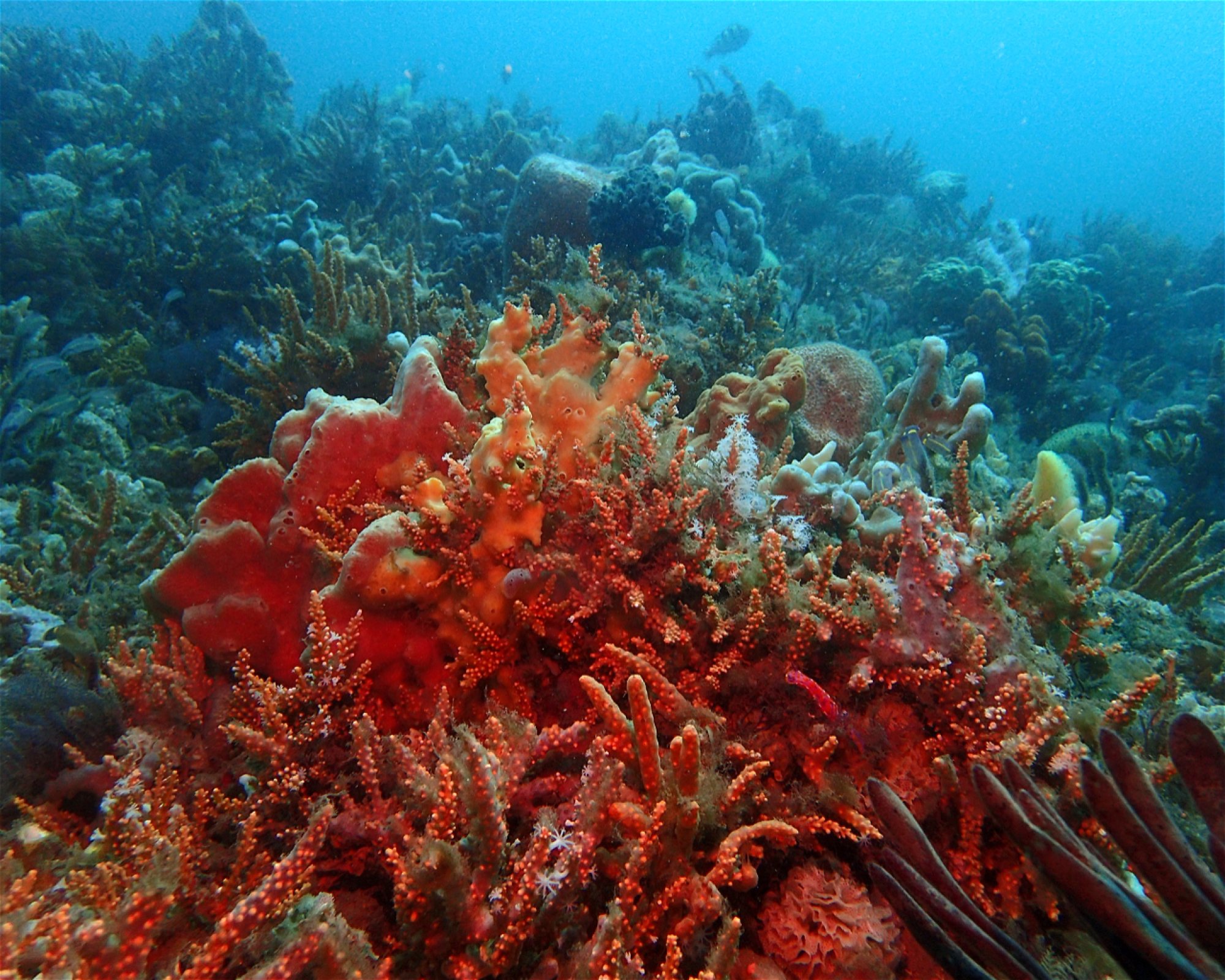 FEET FIRST DIVE PTY LTD, 2315 NELSON BAY