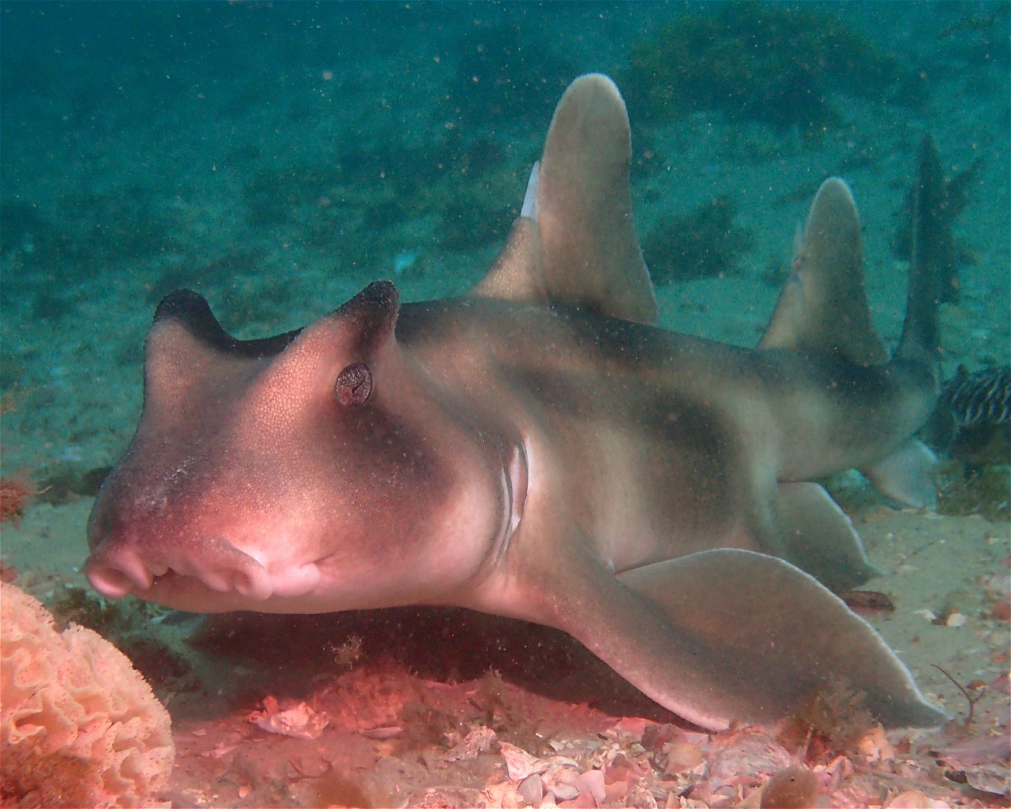 FEET FIRST DIVE PTY LTD, 2315 NELSON BAY