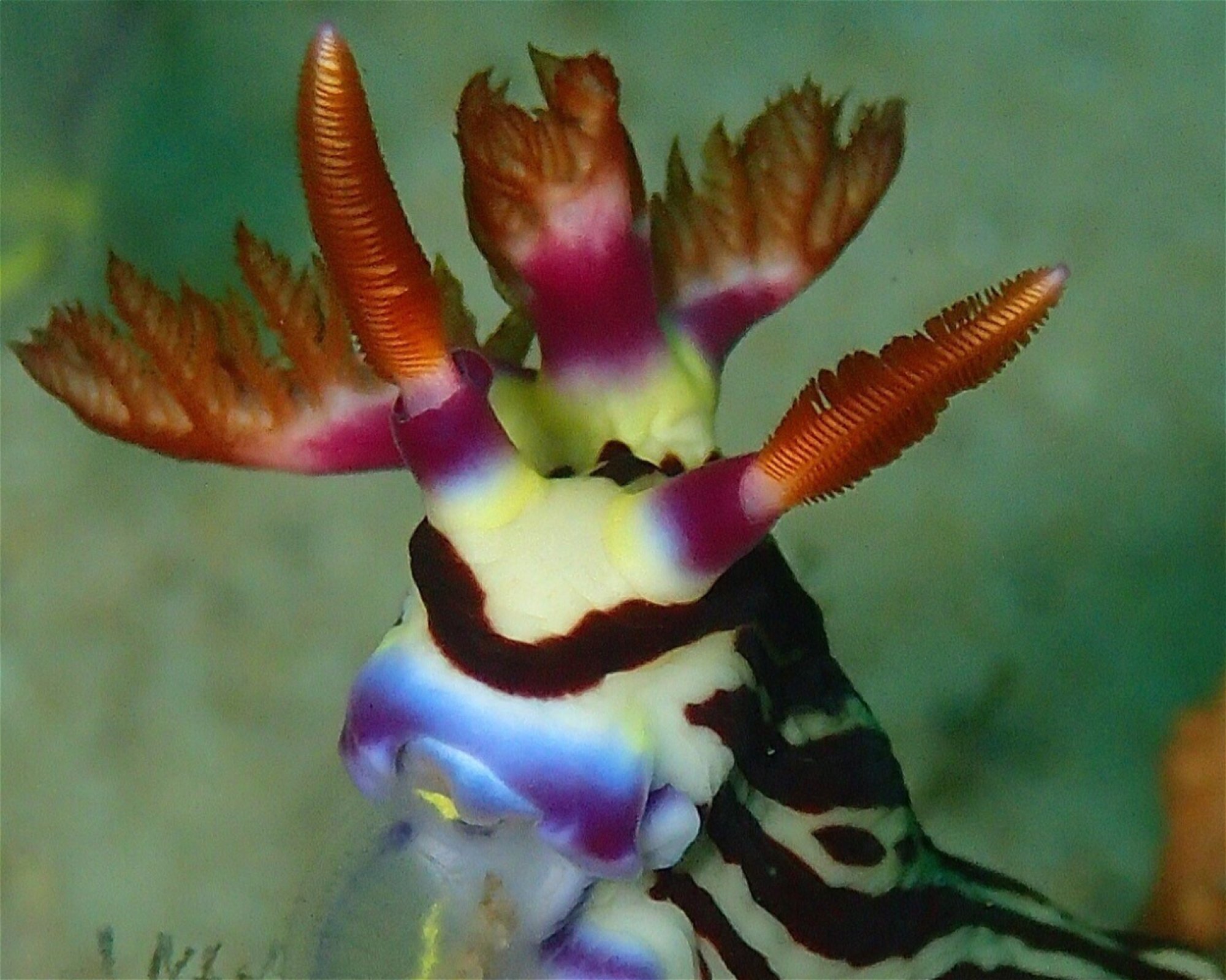 FEET FIRST DIVE PTY LTD, 2315 NELSON BAY
