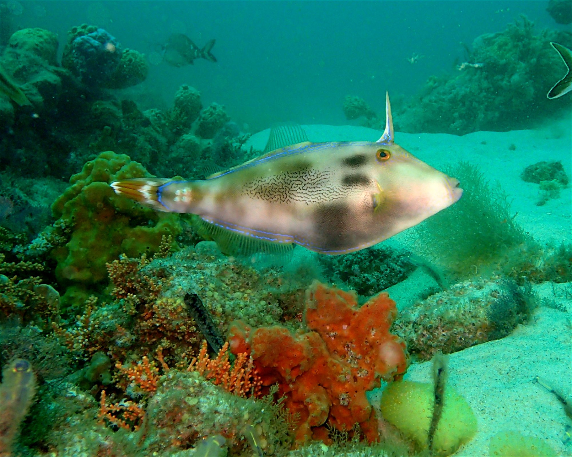 FEET FIRST DIVE PTY LTD, 2315 NELSON BAY