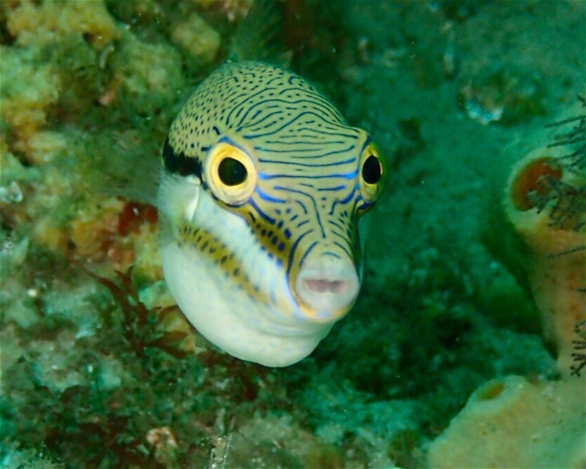 FEET FIRST DIVE PTY LTD, 2315 NELSON BAY
