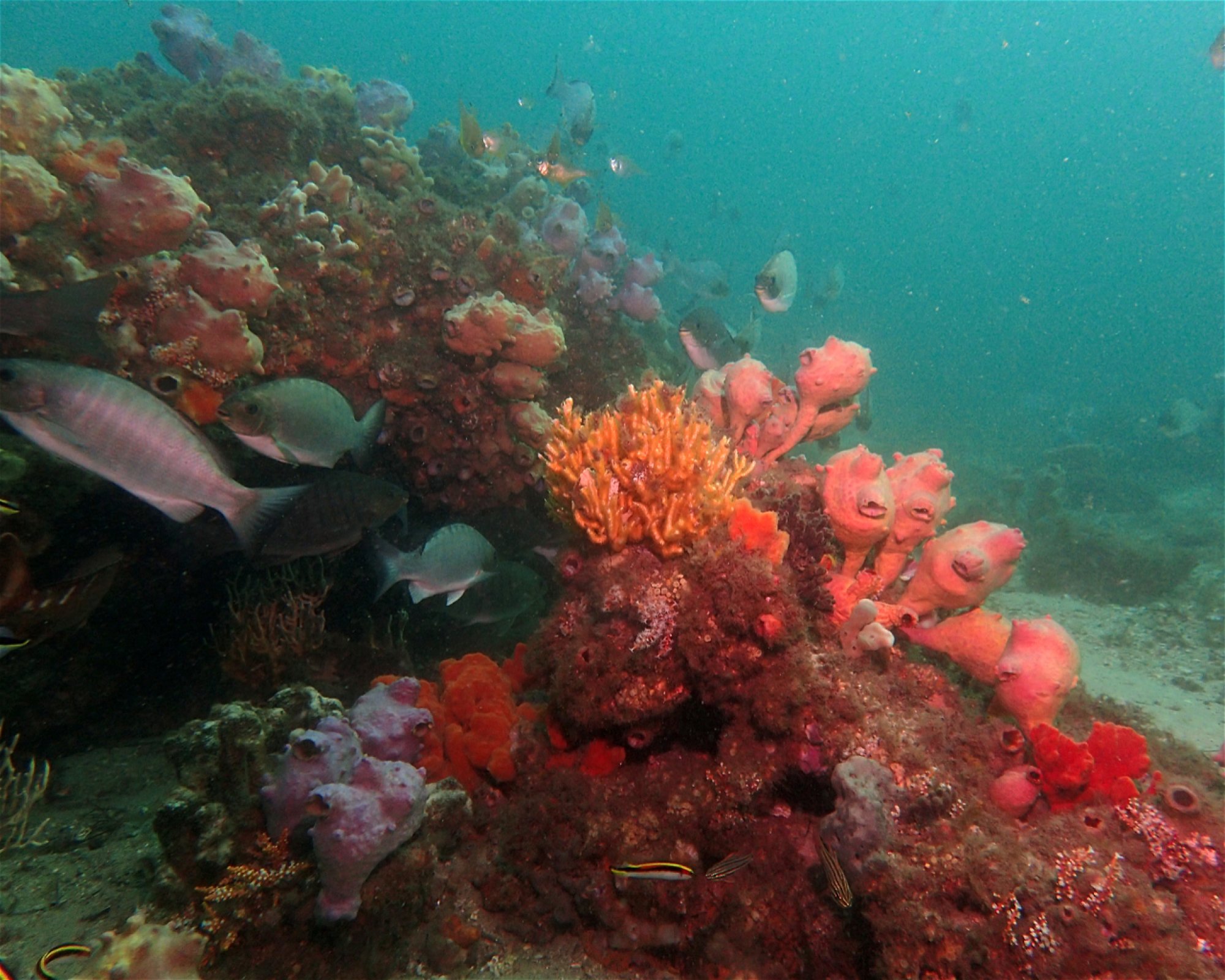 FEET FIRST DIVE PTY LTD, 2315 NELSON BAY