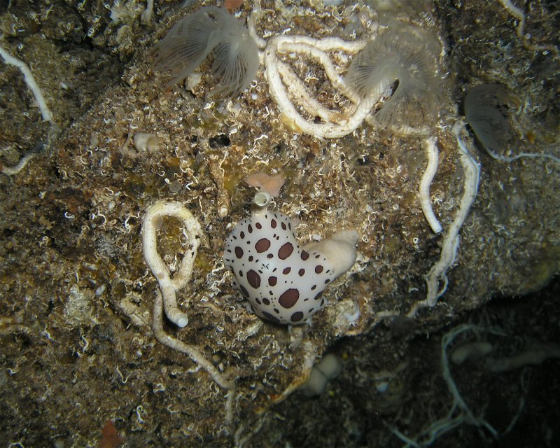 Divesite Image