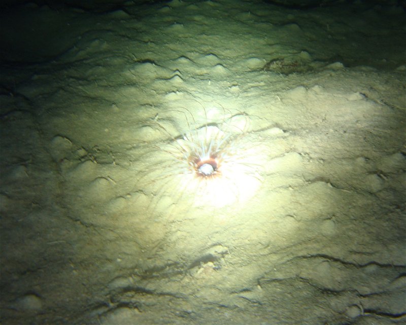 Divesite Image