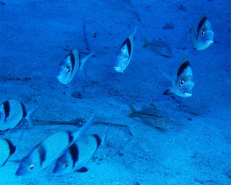 Divesite Image