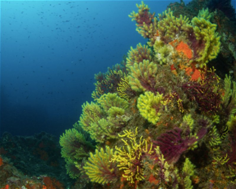 Divesite Image
