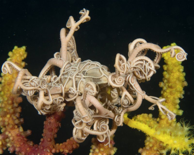 Divesite Image
