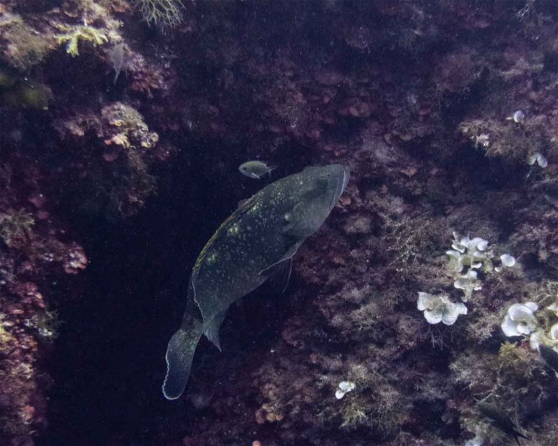 Divesite Image
