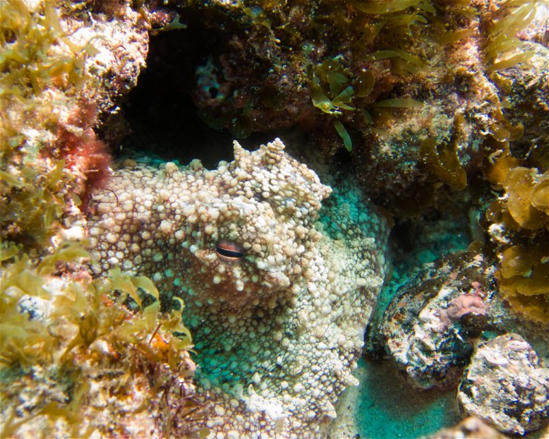 Divesite Image