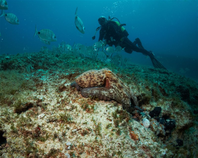 Divesite Image