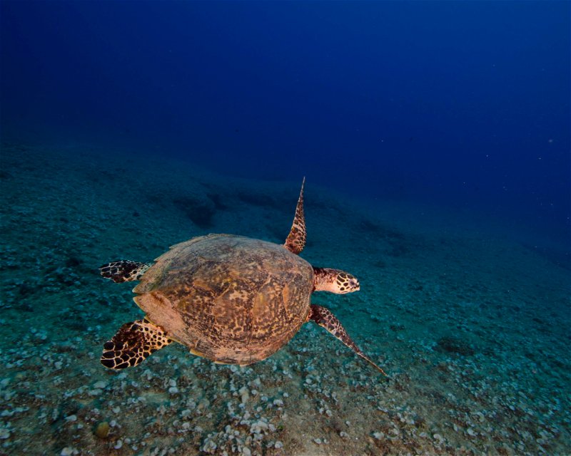 Divesite Image