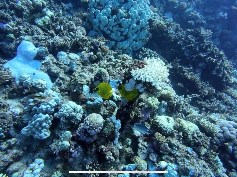 Divesite Image