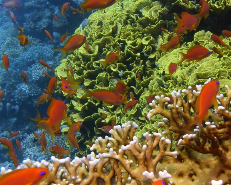 Divesite Image