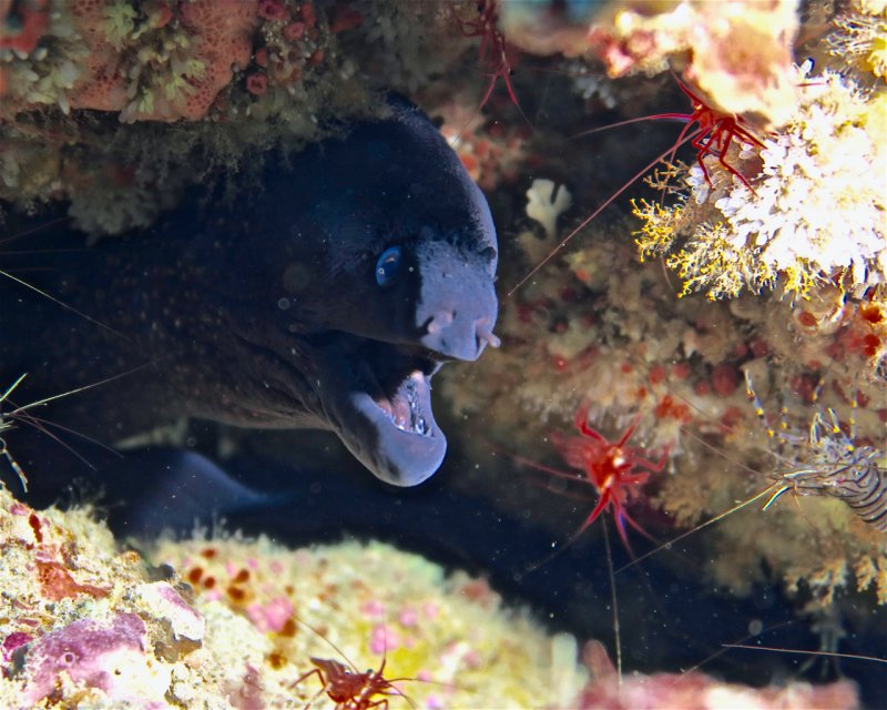 Divesite Image