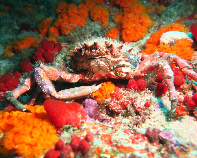 Divesite Image