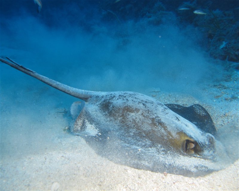 Divesite Image
