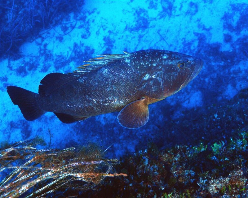 Divesite Image