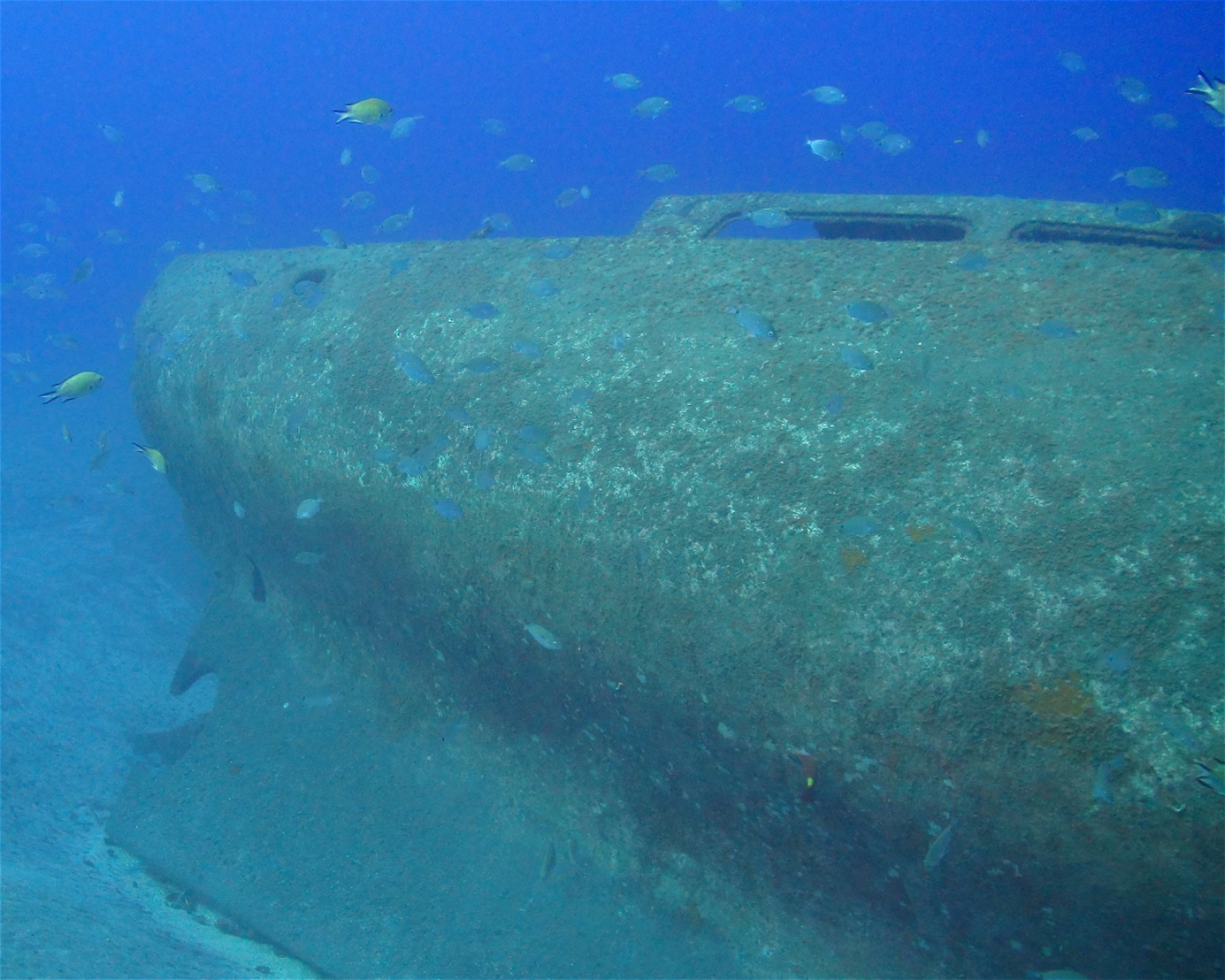 Blue Bottom Diving, 38660 Adeje