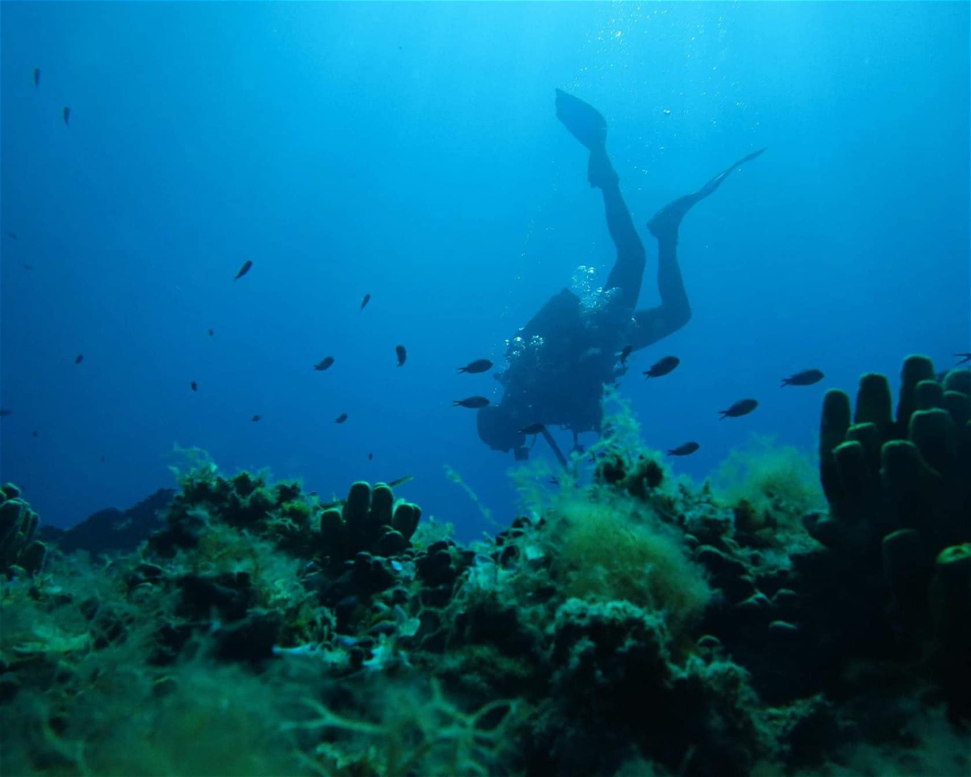 Poseidon Diving Academy, 63081 Halkidiki