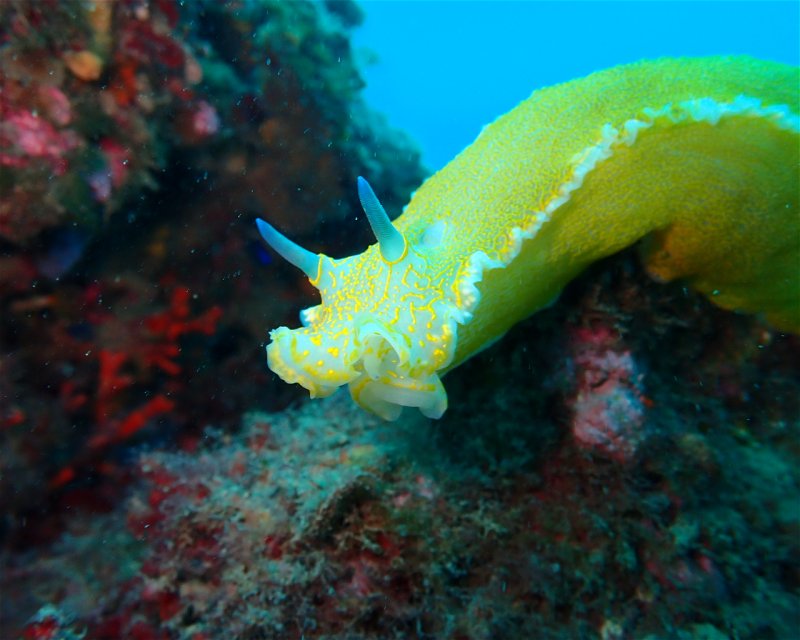 Divesite Image