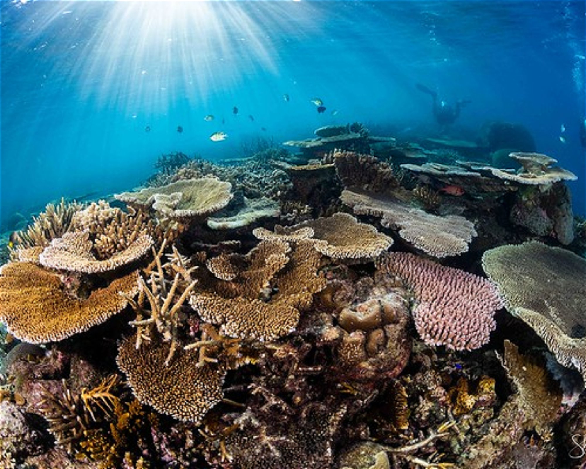 REEF SAFARI FIJI, 0000 NADI