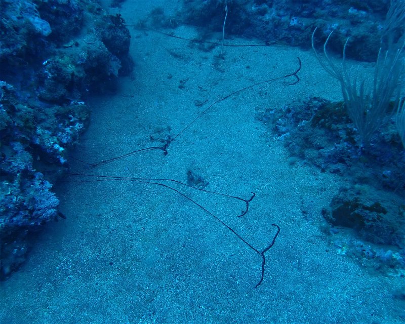 Divesite Image