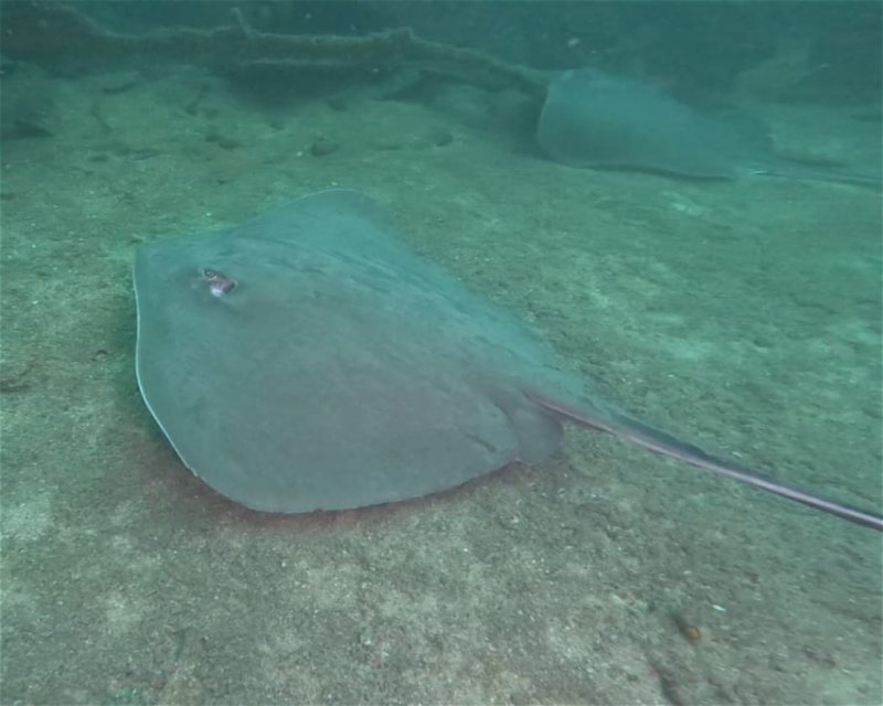 Divesite Image