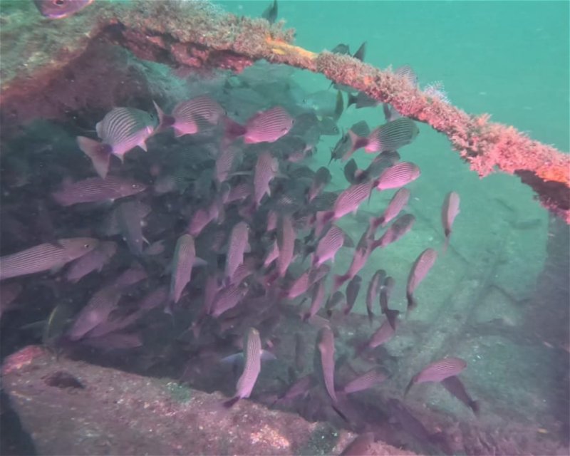Divesite Image