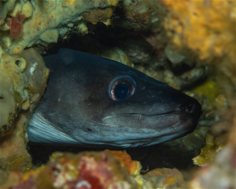 Divesite Image
