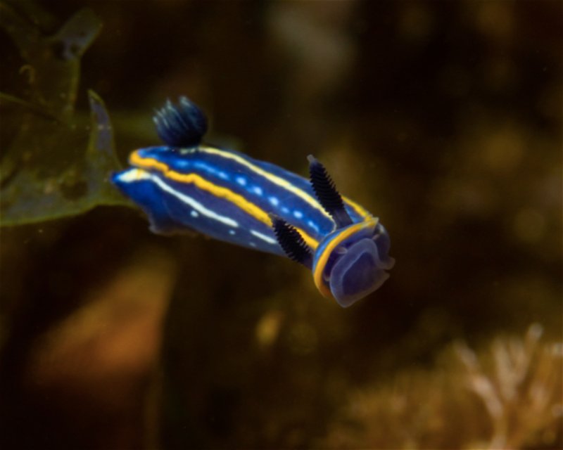 Divesite Image
