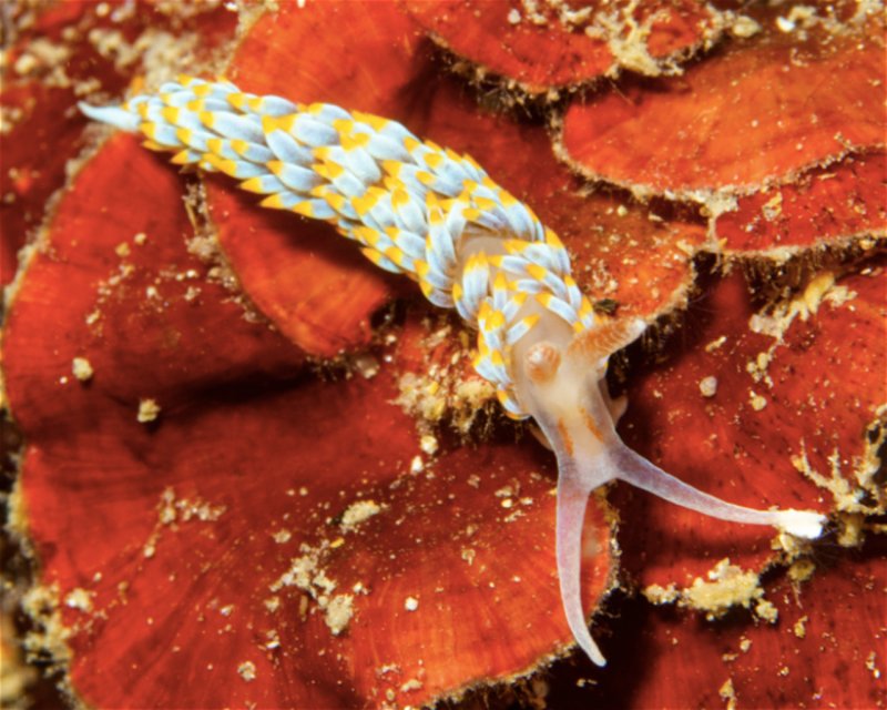 Divesite Image