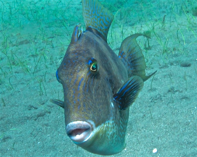 Divesite Image