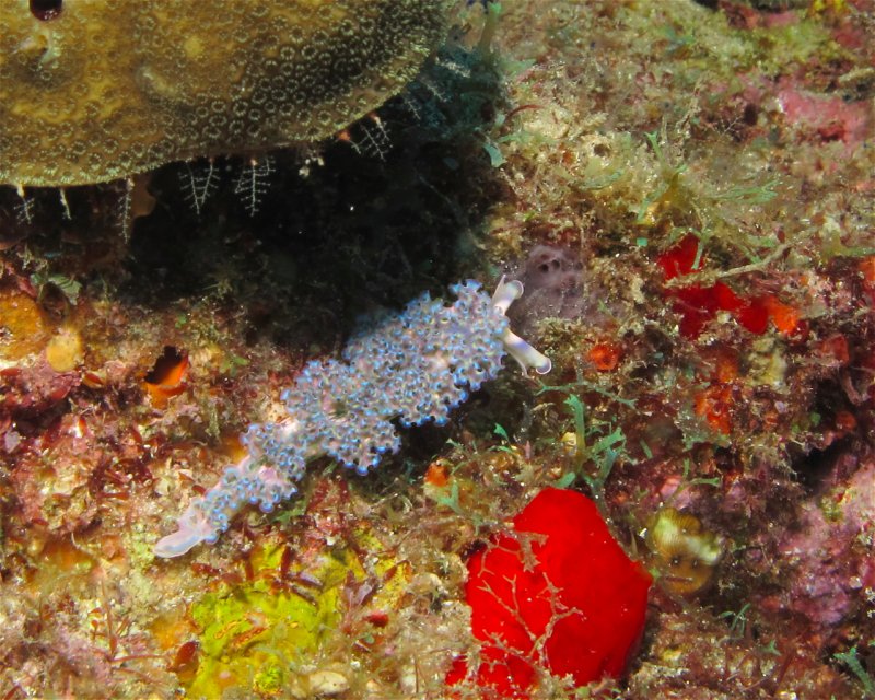 Divesite Image