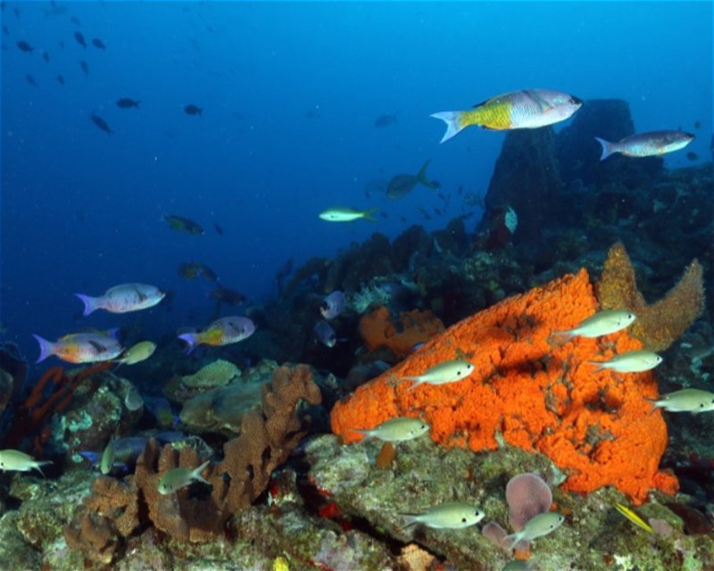 Divesite Image