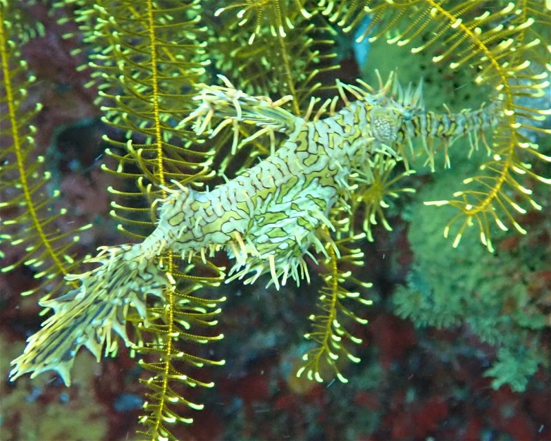 Divesite Image
