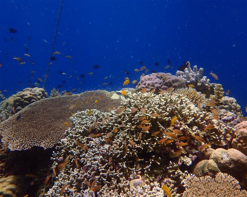 Divesite Image