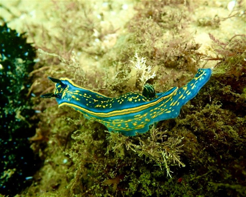Divesite Image