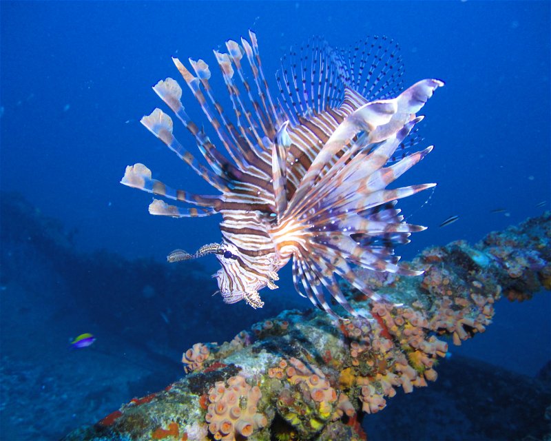 Divesite Image