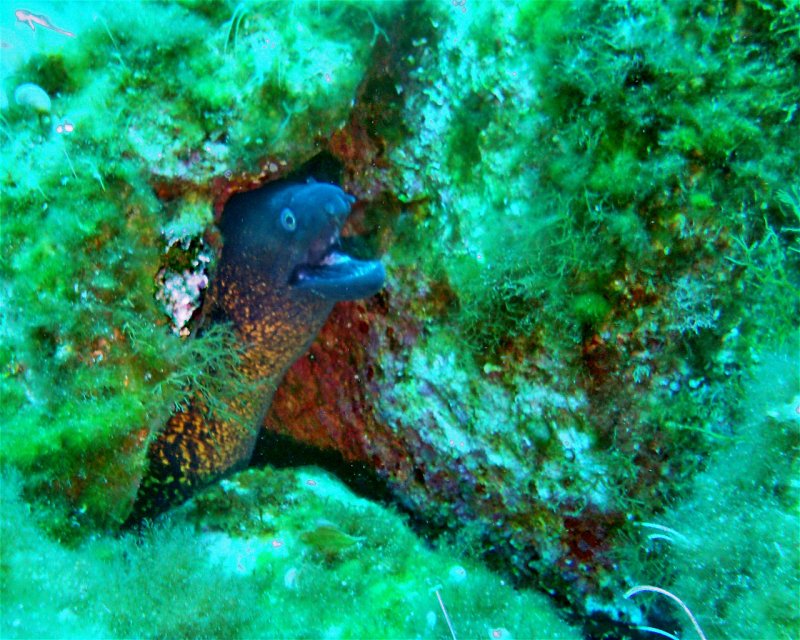 Divesite Image
