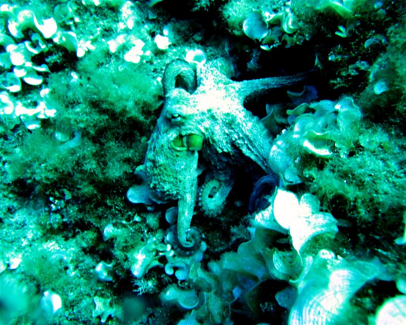 Divesite Image