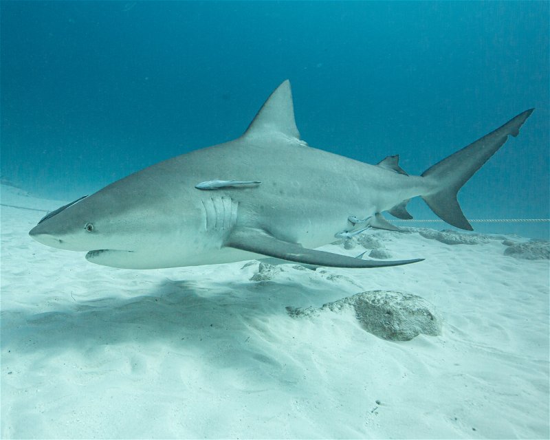 Divesite Image