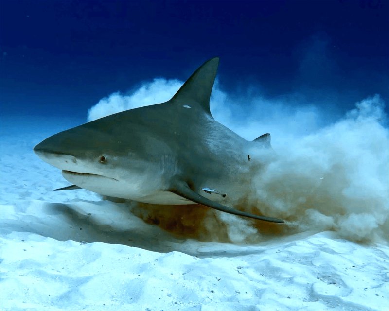 Divesite Image
