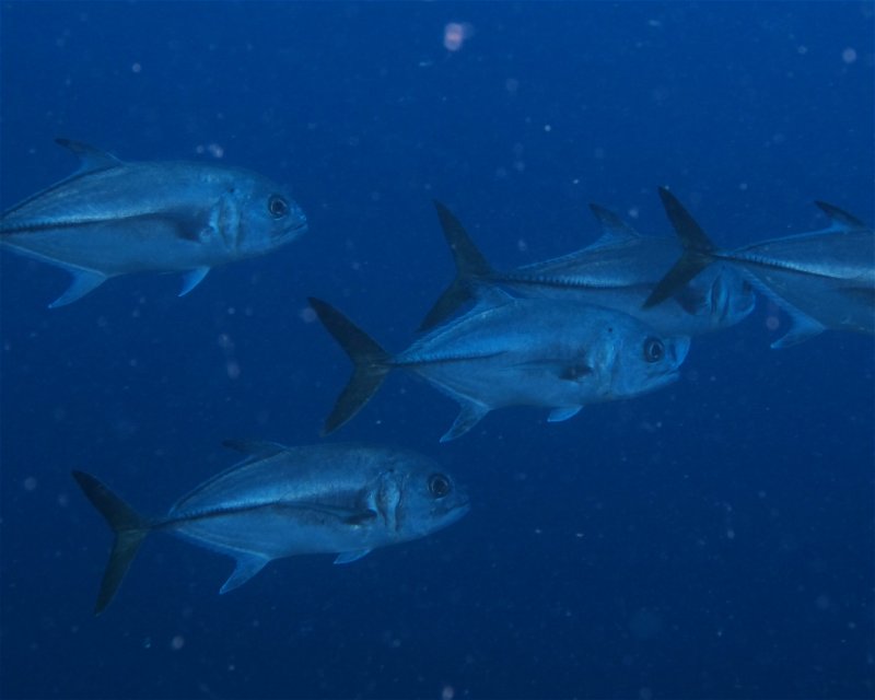 Divesite Image