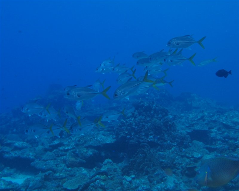 Divesite Image
