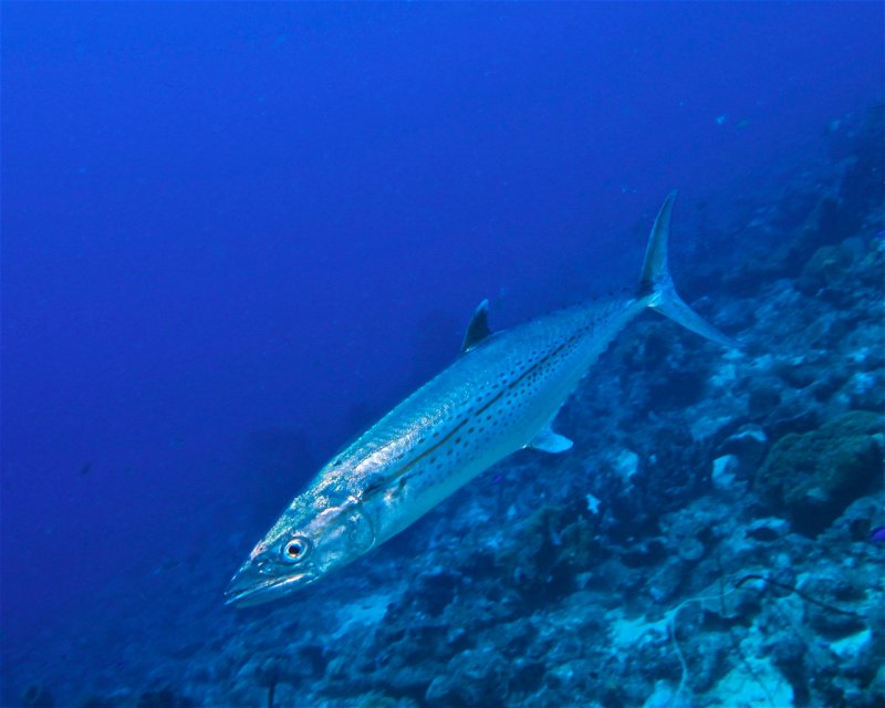 Divesite Image