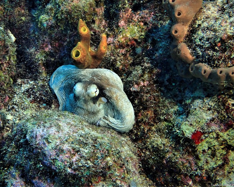 Divesite Image