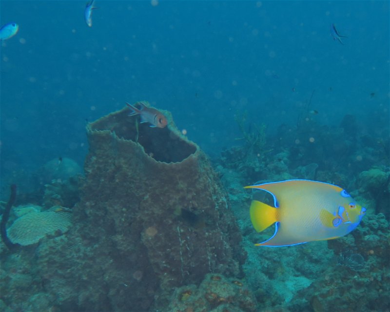 Divesite Image