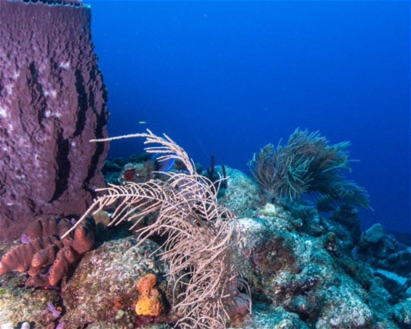 Divesite Image
