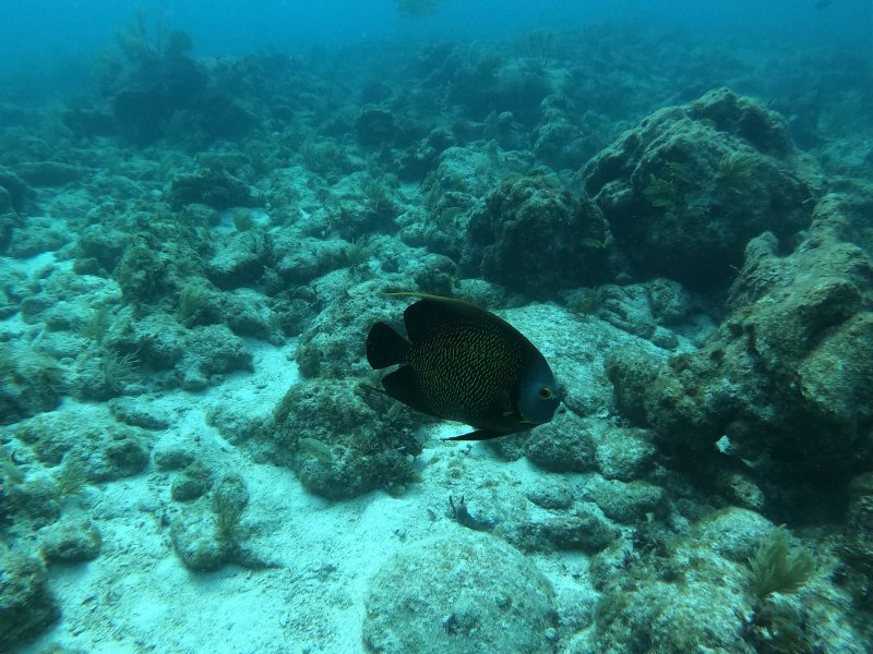 Divesite Image